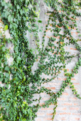 Vine Branch, Vine leaves on wall background