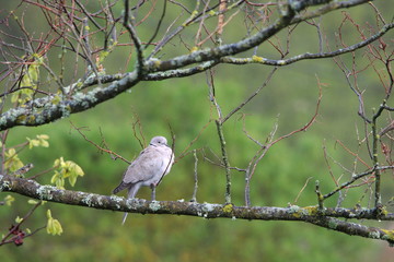Tourterelle turque (Streptopelia decaocto)