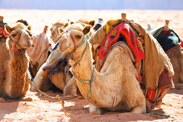 Fototapeta premium nel deserto