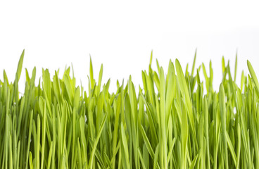 Fototapeta premium Green grass on white background.