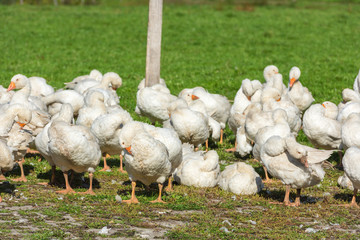 Geese gaggle grazing on green grass