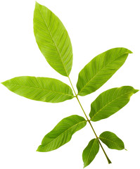 Nature background