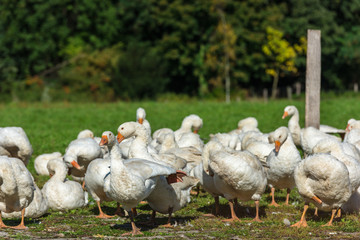 Geese gaggle grazing on green grass