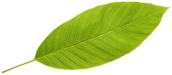Green leaf