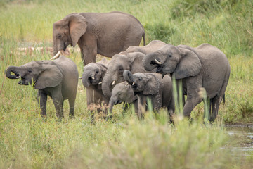 Drinking Elephant herd in the Kruger National Park.