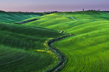 Green awakening spring in Tuscany.