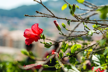 Red Hibiscus flower on a tree