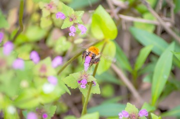 Wiesenblumen im Frühling mit Hummel