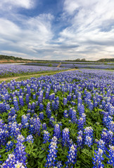 Texas bluebonnet field in Muleshoe Bend, Austin, TX.