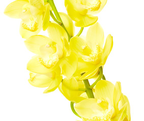Orchid flowers