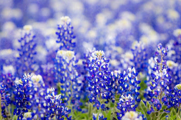 Texas wildflower - Closeup bluebonnets in spring.