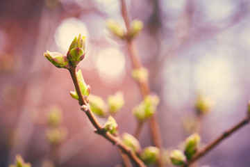 First spring buds