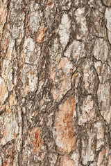 Texture of bark tree