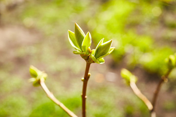 First spring buds