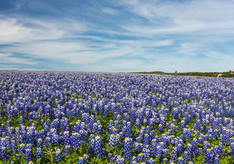 Texas Bluebonnet filed and blue sky background in Muleshoe bend,