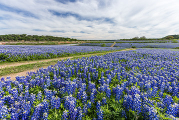 Large Texas bluebonnet field in Muleshoe Bend, Austin, TX