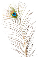 Fototapeta premium Peacock feather