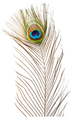 Peacock feather