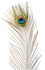 Afwasbaar Fotobehang Pauw Peacock feather
