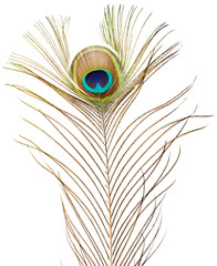 Obraz premium Peacock feather
