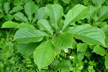 Fototapeta na wymiar Magnolia naked (Magnolia denudata Desr.), a green fruit on a br