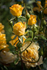 Fototapeta premium Yellow Rose