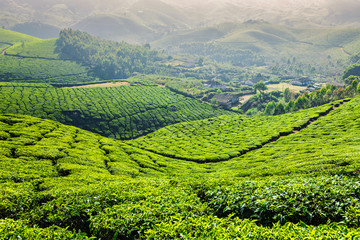 Fototapeta premium Tea plantations