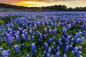 Poster de jardin Nature Beautiful Bluebonnets field at sunset near Austin, Texas in spri