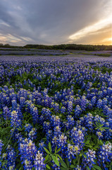 Beautiful Bluebonnets field at sunset near Austin, Texas in spri