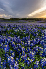 Obraz premium Beautiful Bluebonnets field at sunset near Austin, Texas in spri