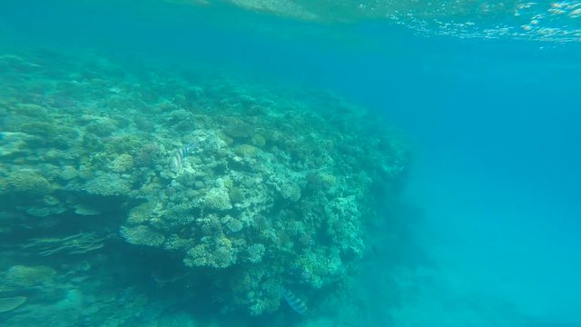 snorkeling in the beautiful sea. near the corals and fish. cyan warm water. active lifestyle. rest and vacation. summer and tropical
