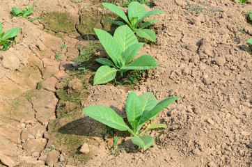 tobacco tree