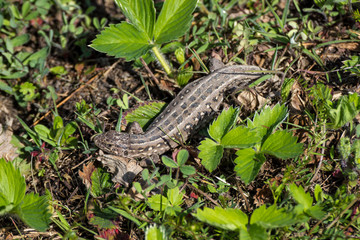 Female Sand lizard