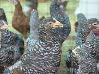 Speckled hen portrait with beautiful plumage in the yard on blur
