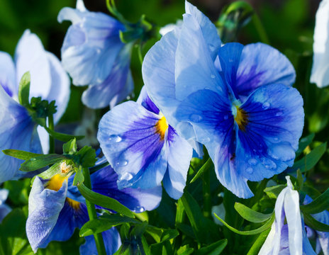 Fototapeta на фото изображены синие с голубым цветы анютины глазки с капельками росы после дождя