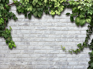 climbing plant on the white brick wall - obrazy, fototapety, plakaty