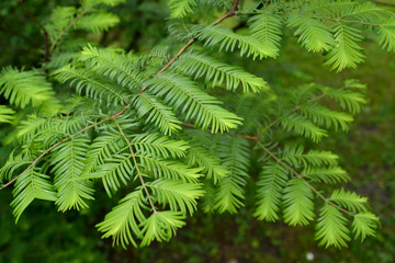 Metasequoia gliptostrobovidny (Metasequoia glyptostroboides Hu &