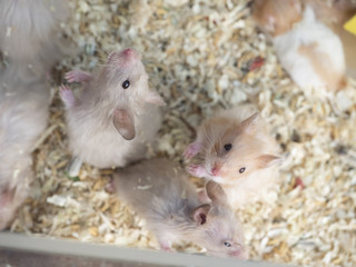 Guinea pig, eye focus and body blur