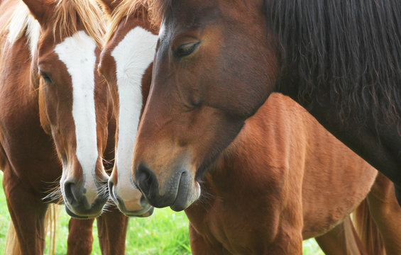 Three Horses Standing Together