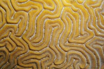 Naklejka premium Underwater marine life, close up of grooved brain coral, Diploria labyrinthiformis, Atlantic ocean