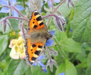 Small Tortoiseshell Butterfly (Aglais urticae).