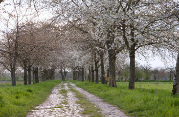 Historischer Weg durch eine Wiesenlandschaft im Frühling