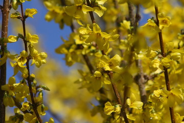 forsythie, Forsythia, strauch, gelb, frühling, frühjahr, blauer himmel