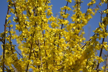forsythie, Forsythia, gelb, blüten, frühjahr, frühling, blauer himmel