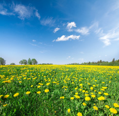 Naklejka premium Yellow flowers field under blue cloudy sky