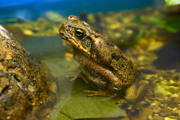 True toad