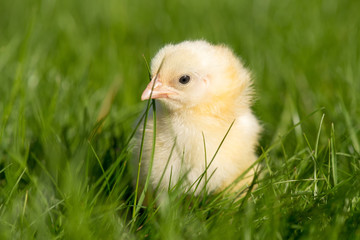 Newly-hatched chick on a green grass