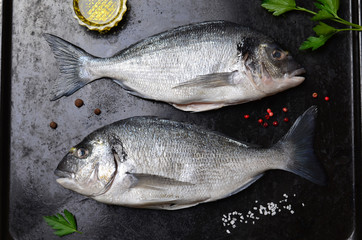 Fresh uncooked dorado or sea bream fish