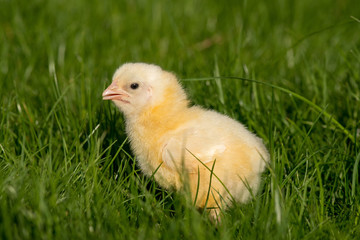 Newly-hatched chick on a green grass