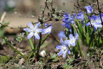 blue snowdrop in the early spring at the dacha